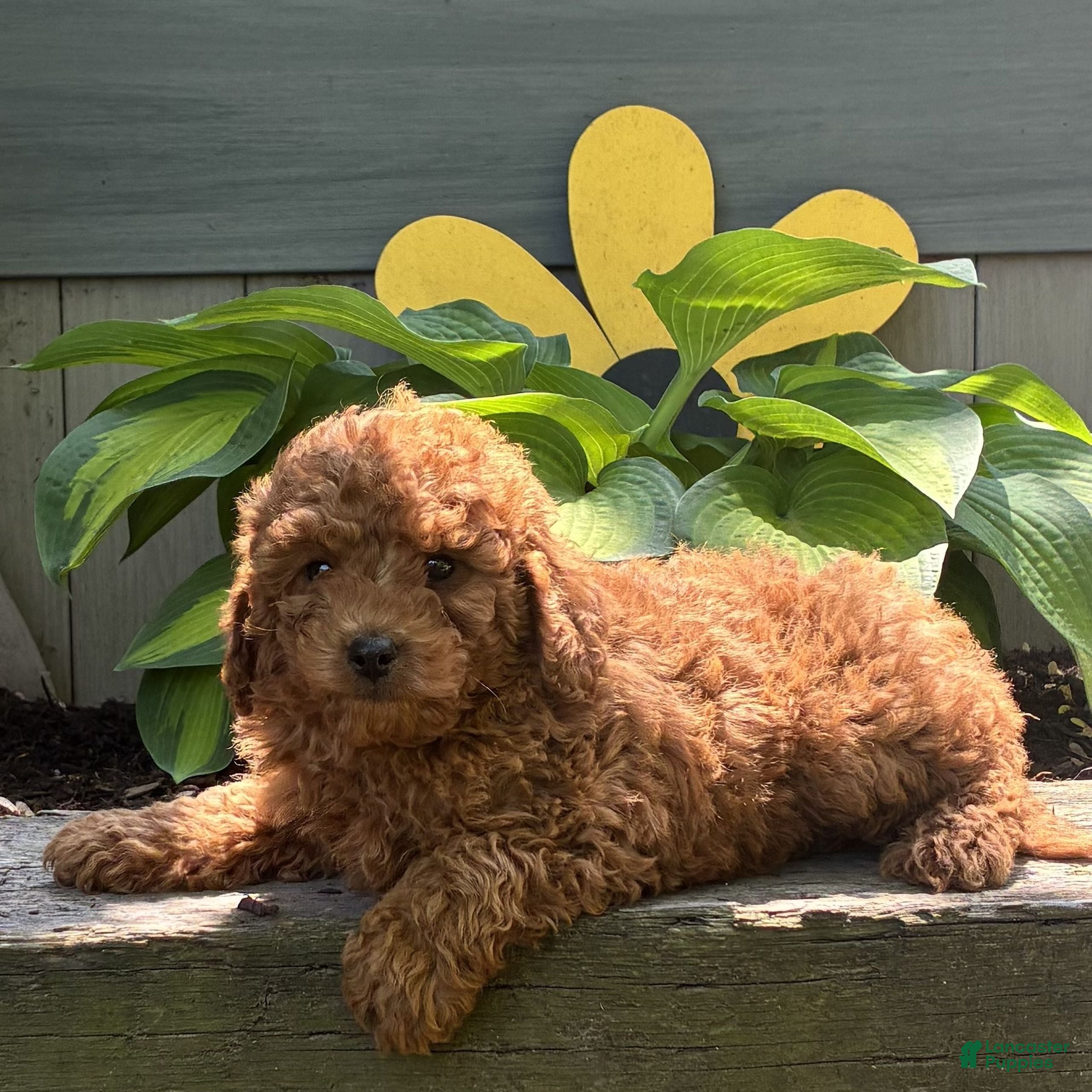Cavapoo dogs for sale: Corey  - Ad 1