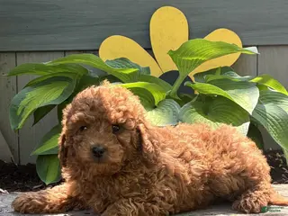 Cavapoo dogs for sale: Corey - Ad 1
