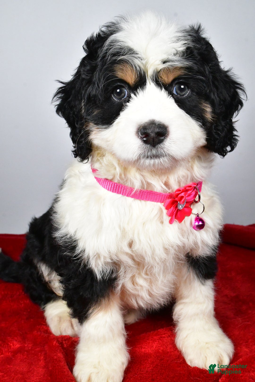 Mixed Breed dogs for sale: Carmel - Ad 6