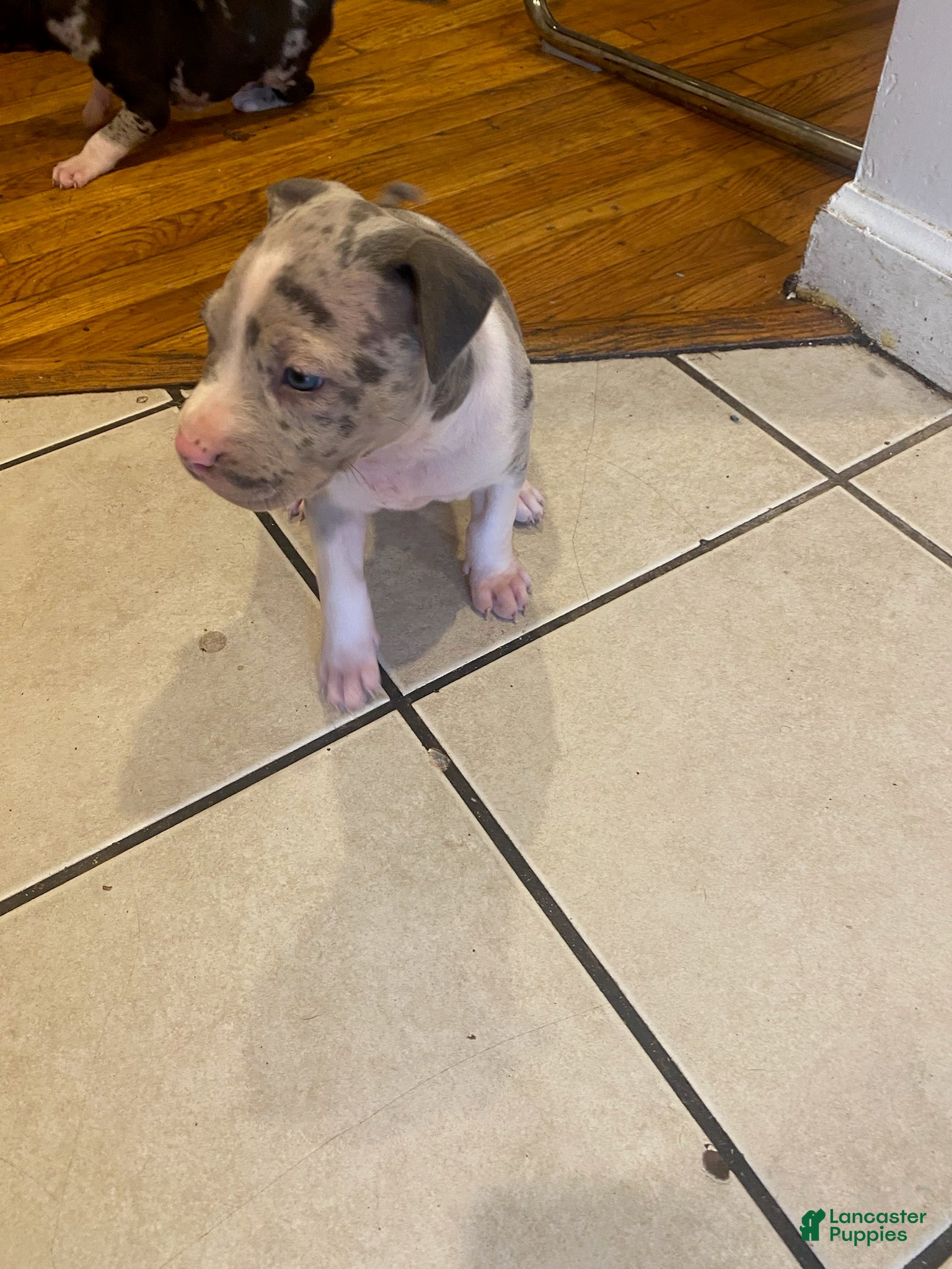 American Bully (American Bully, Female) in Baltimore, MD