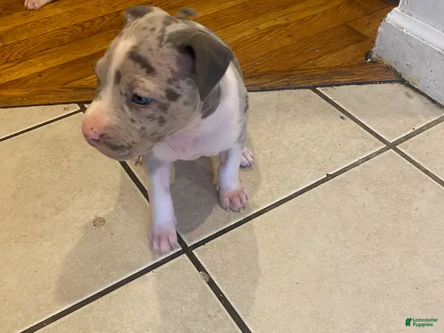 American Bully dogs for sale: Girl 2 - Ad 42