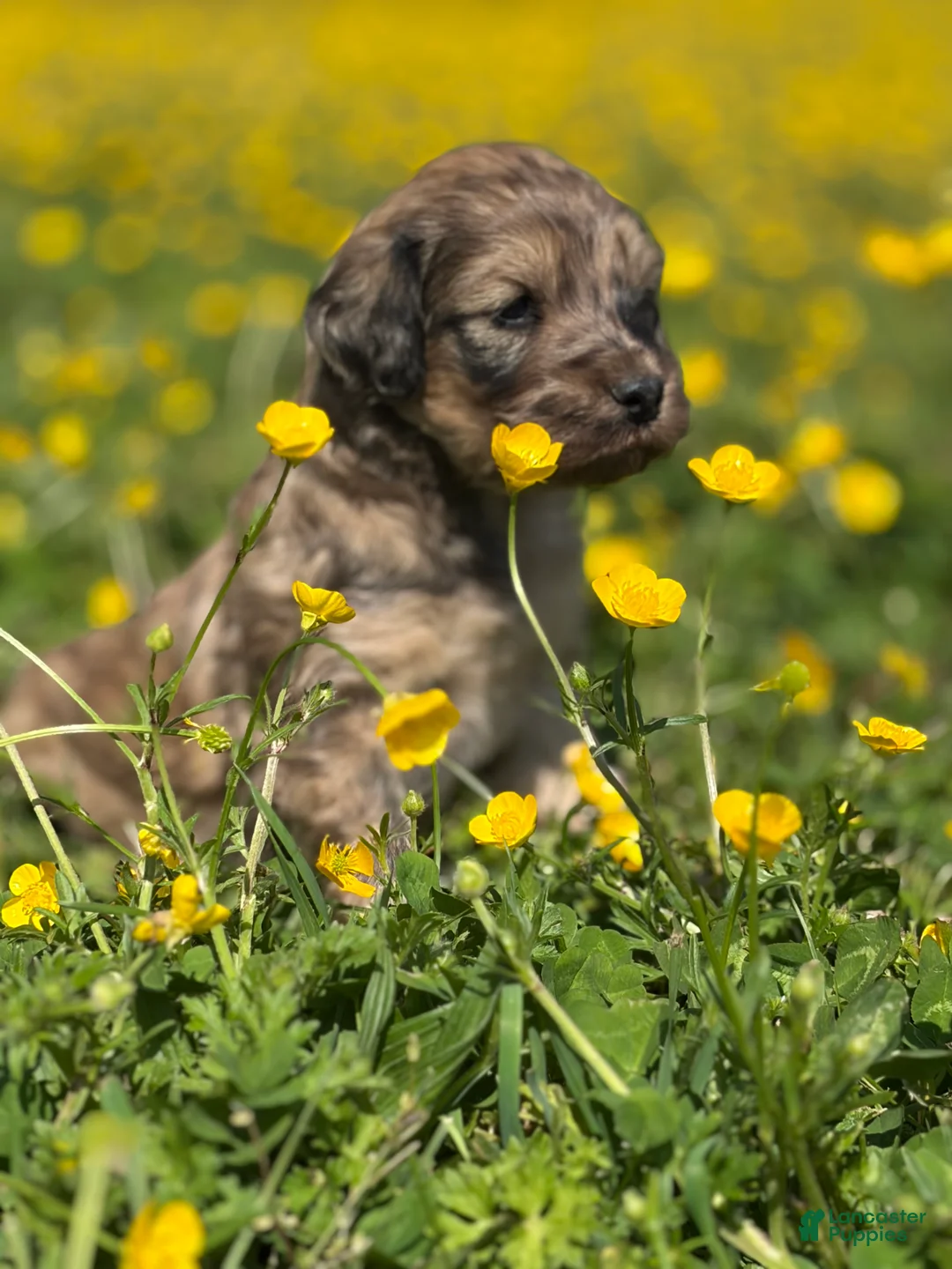 Mini Goldendoodle dogs for sale: Challenger💙🐶 - Ad 2
