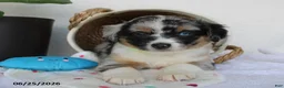 Miniature Australian Shepherd dogs for sale: Princeton - Ad 5