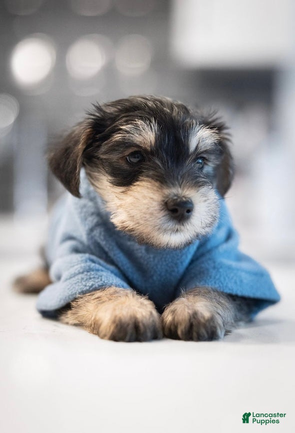 Mixed Breed dogs Mixed Breed Puppy 2 - Ad 1