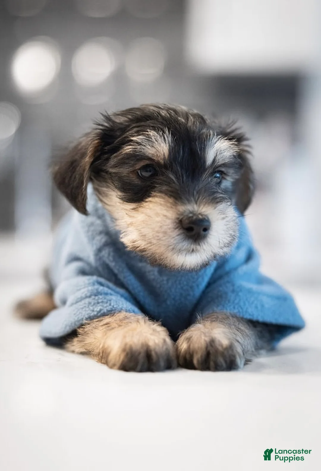 Mixed Breed dogs for sale: Mixed Breed Puppy 2 - Ad 1