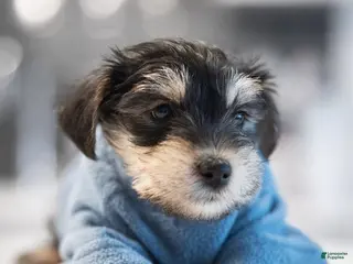 Mixed Breed dogs for sale: Mixed Breed Puppy 2 - Ad 1