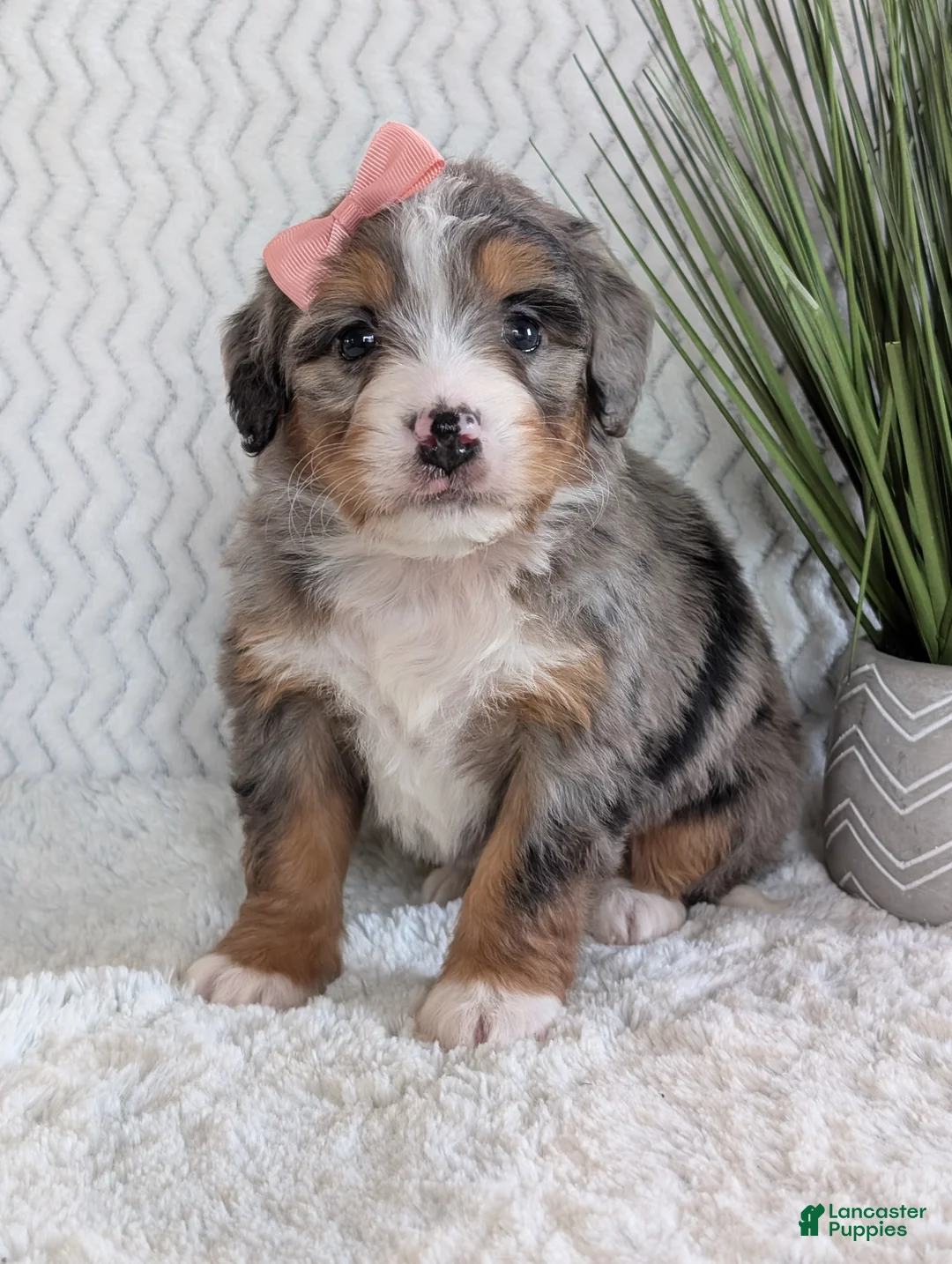 Mini Bernedoodle dogs for sale: Mini Pippa  - Ad 10