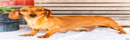 Miniature Dachshund dogs for sale: Charlotte - Ad 9