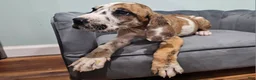 Great Dane dogs for sale: Brindlequin (Rare Coat) - Ad 6