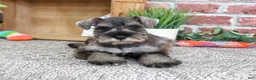Miniature Schnauzer dogs for sale: Autumn - Ad 5