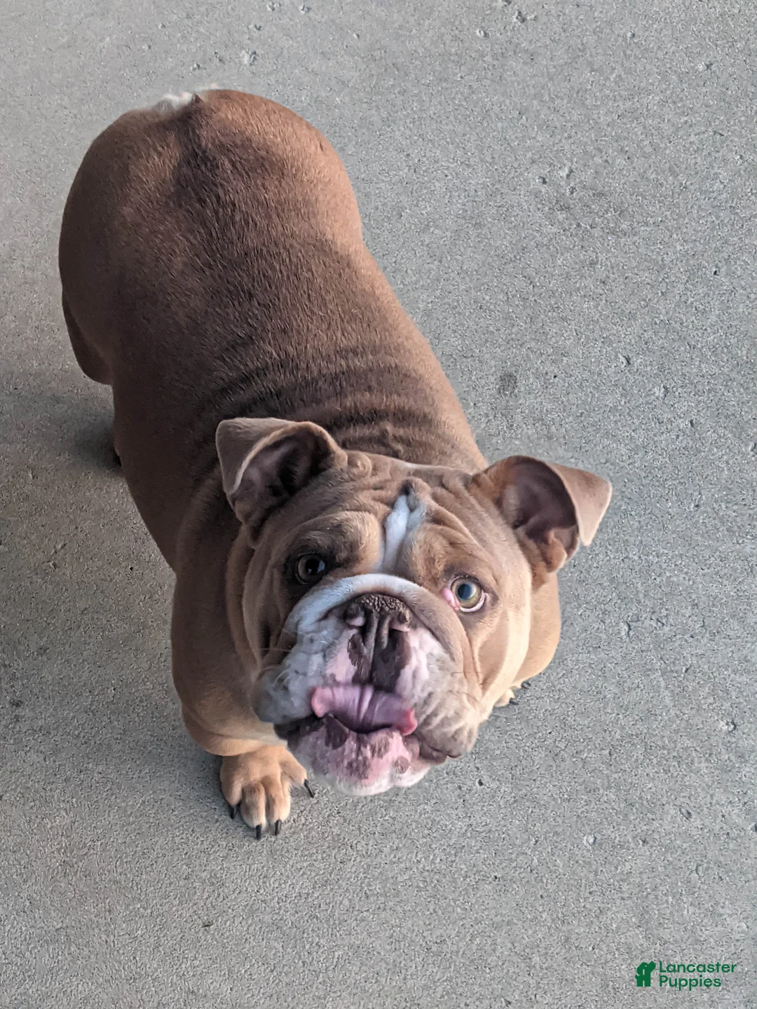 English Bulldog dogs for sale: Beatrice  - Ad 1