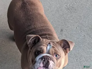 English Bulldog dogs Beatrice - Ad 19