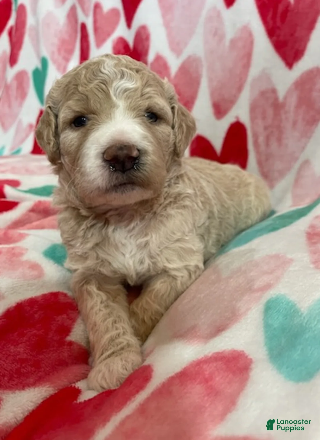 Double Doodle dogs for sale: Katniss - Ad 3