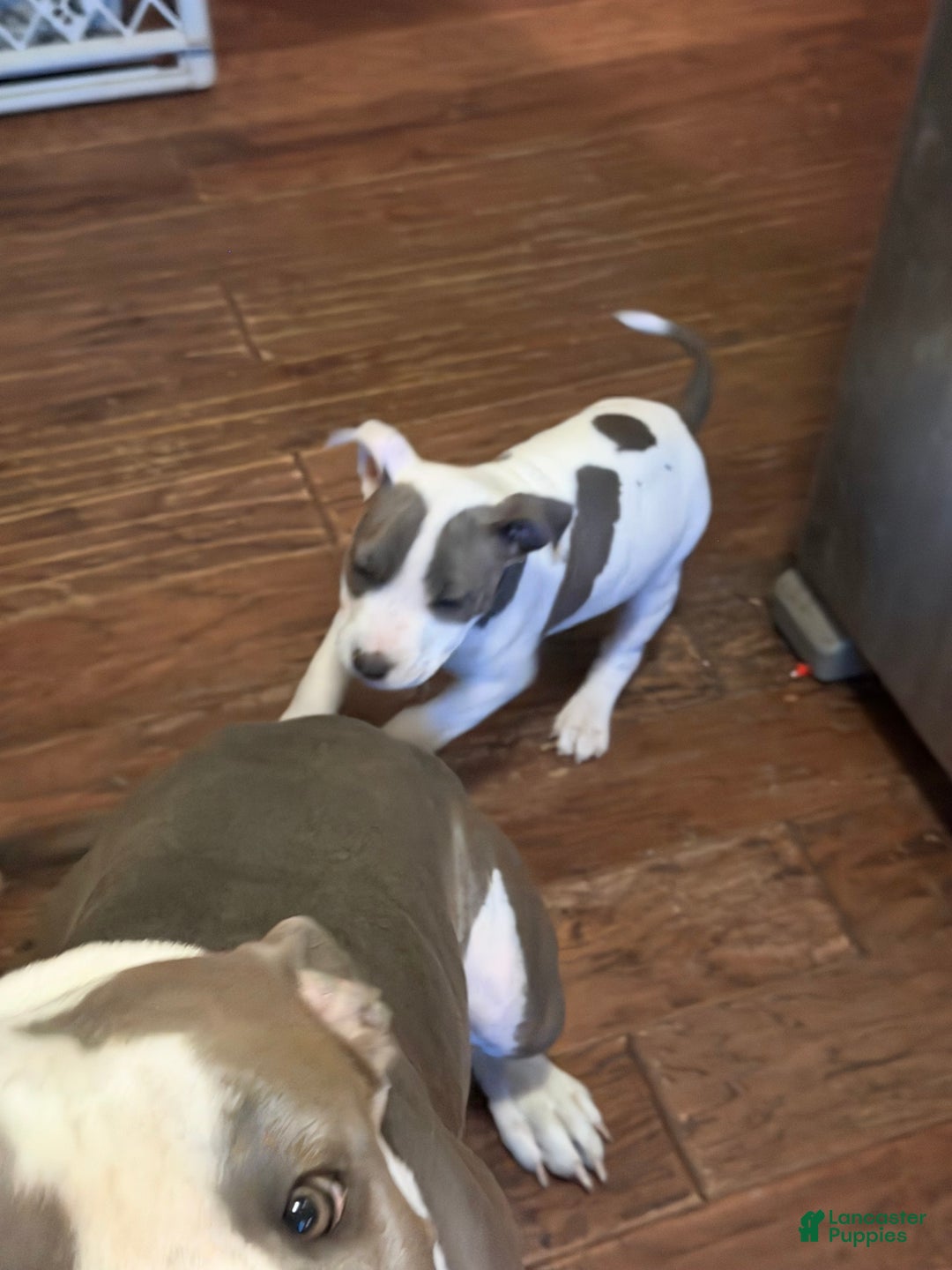 American Pit Bull Terrier dogs for sale: American Pit Bull Terrier Puppy 1 - Ad 3