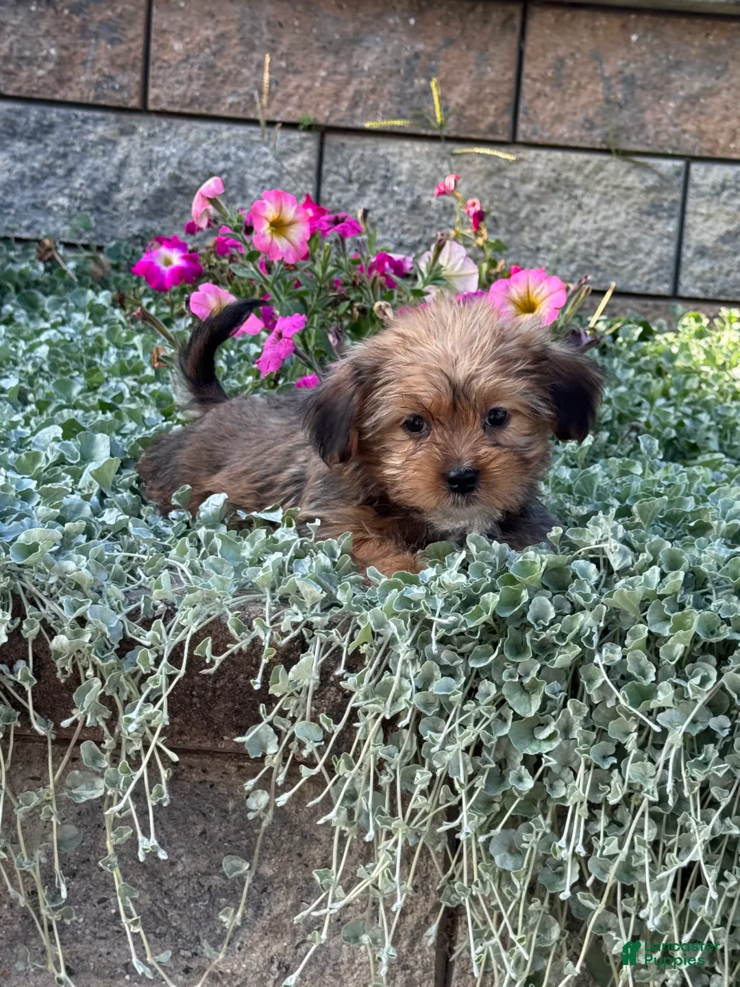 Shorkie dogs for sale: Alex - Ad 3