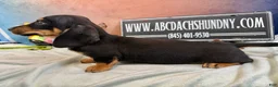 Miniature Dachshund dogs for sale: AKC import smooth - Ad 4