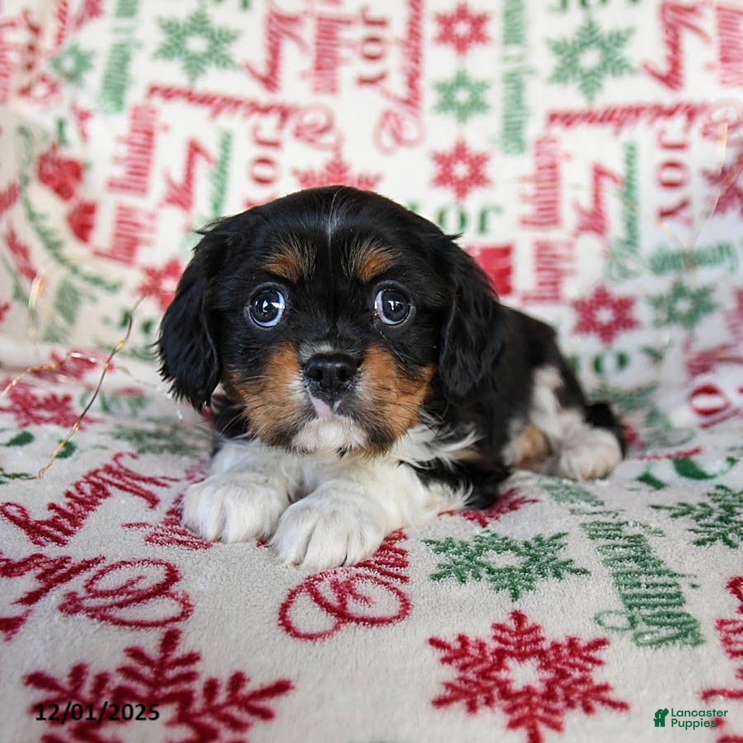 Cavalier King Charles Spaniel dogs for sale: Baxter - Ad 2