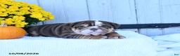 English Bulldog dogs for sale: Chip - Ad 3