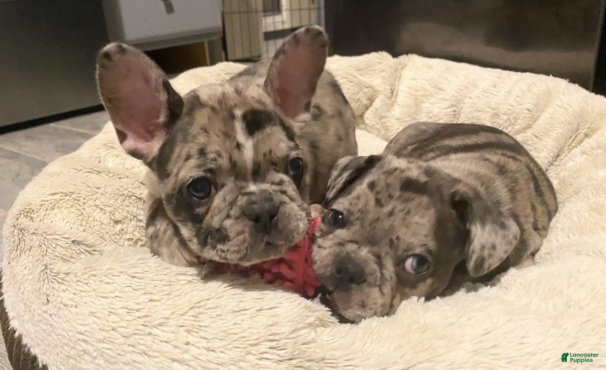 French Bulldog dogs Sir Colt of House of Hepley - Ad 2