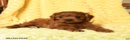 Cavapoo dogs for sale: Frederick - Ad 4