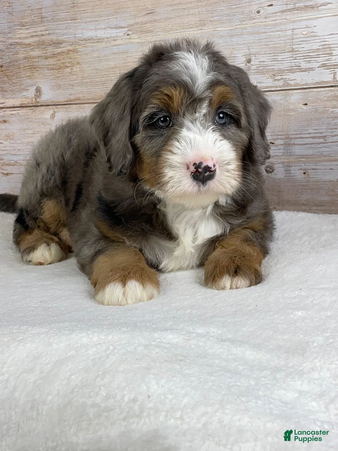 Bernedoodle dogs for sale: Iris - Ad 2