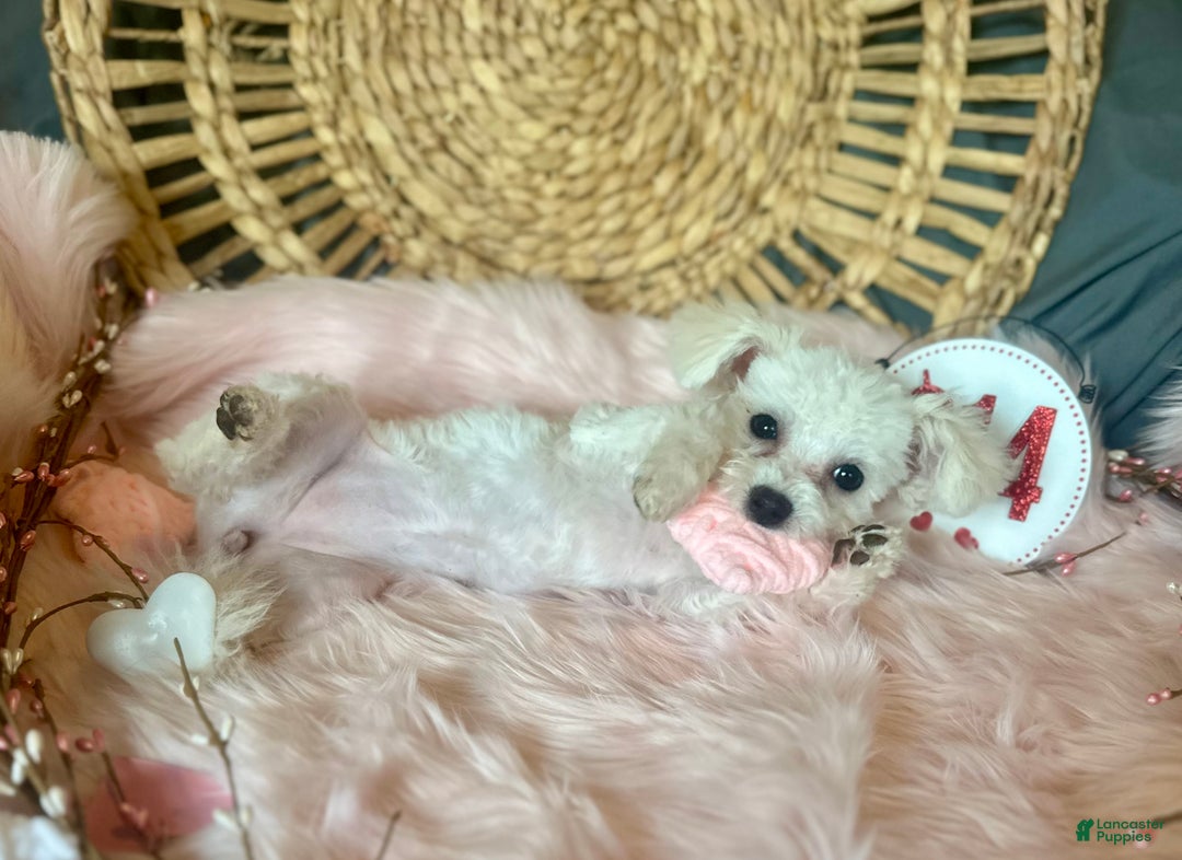 Maltipoo dogs for sale: Mopsie - Ad 5