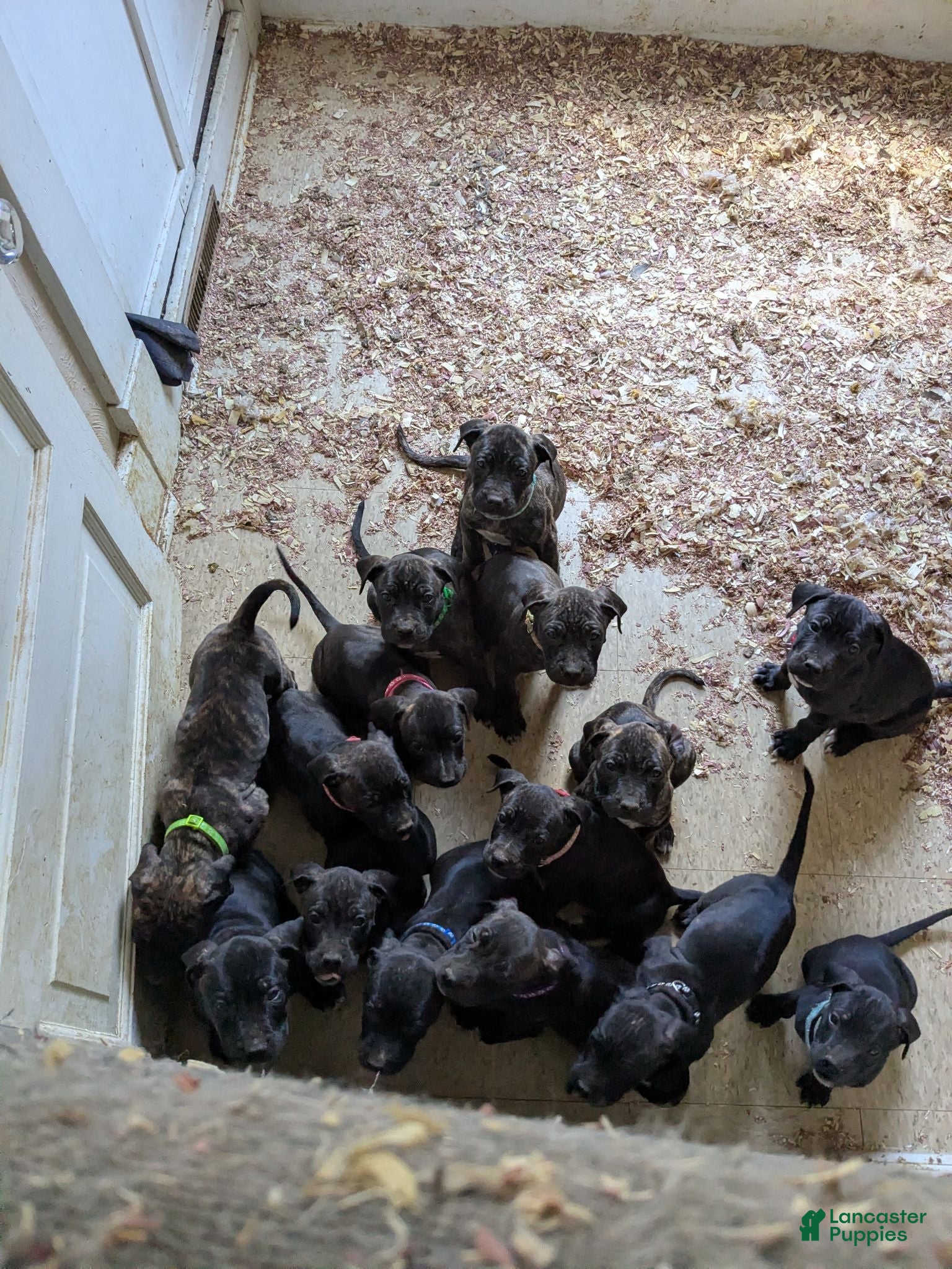 Presa Canario dogs Presa Canario 1 - Ad 2