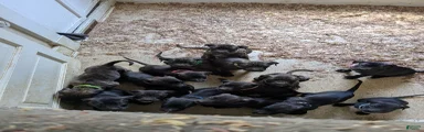 Presa Canario 1