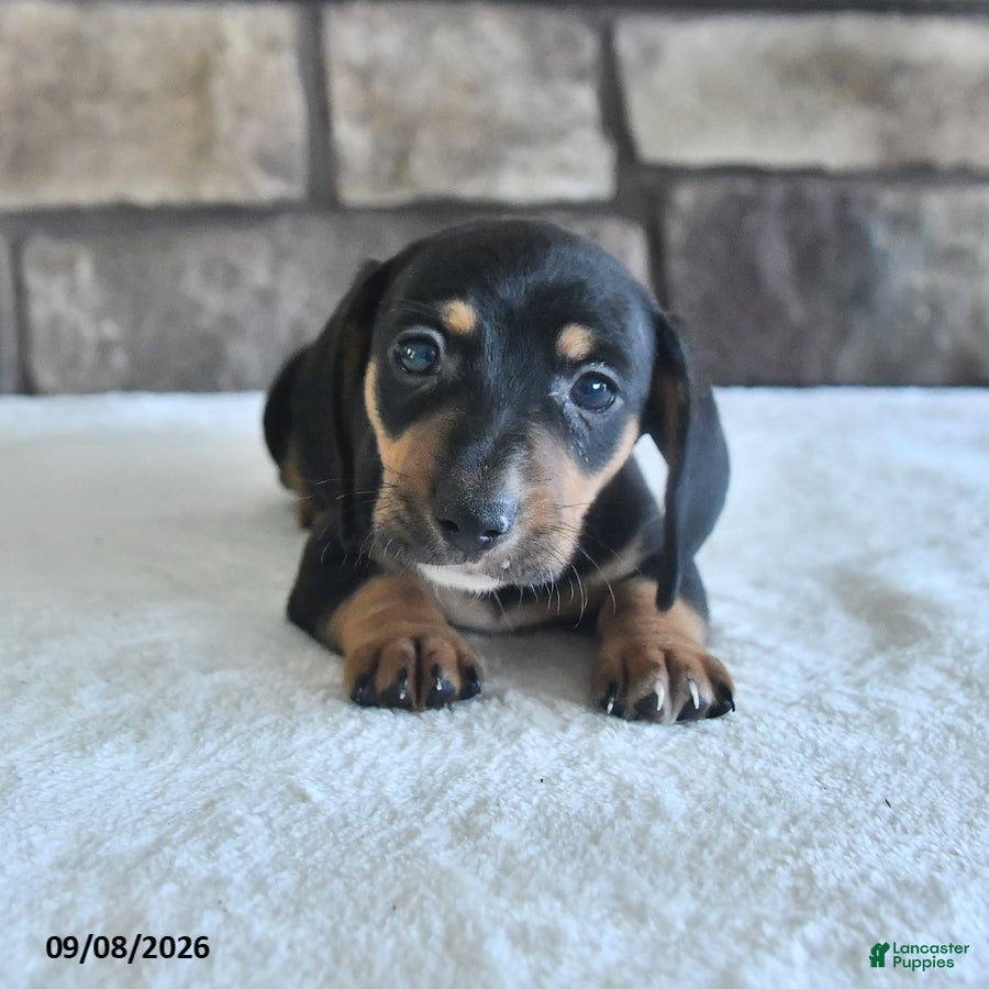 Miniature Dachshund dogs Lenny - Ad 1