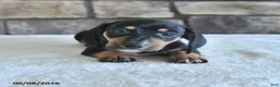 Miniature Dachshund dogs for sale: Lenny - Ad 1