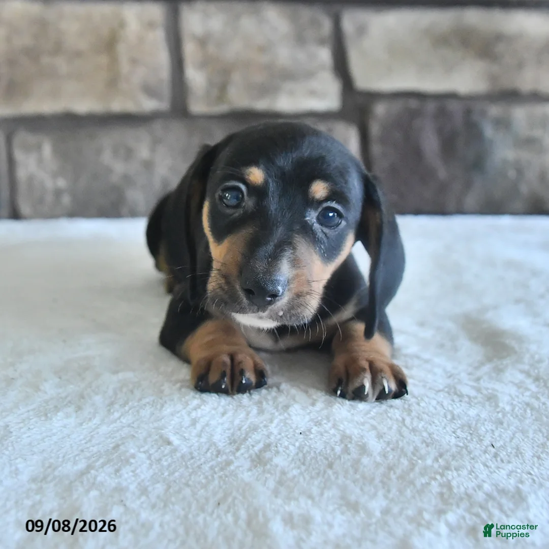 Miniature Dachshund dogs for sale: Lenny - Ad 1