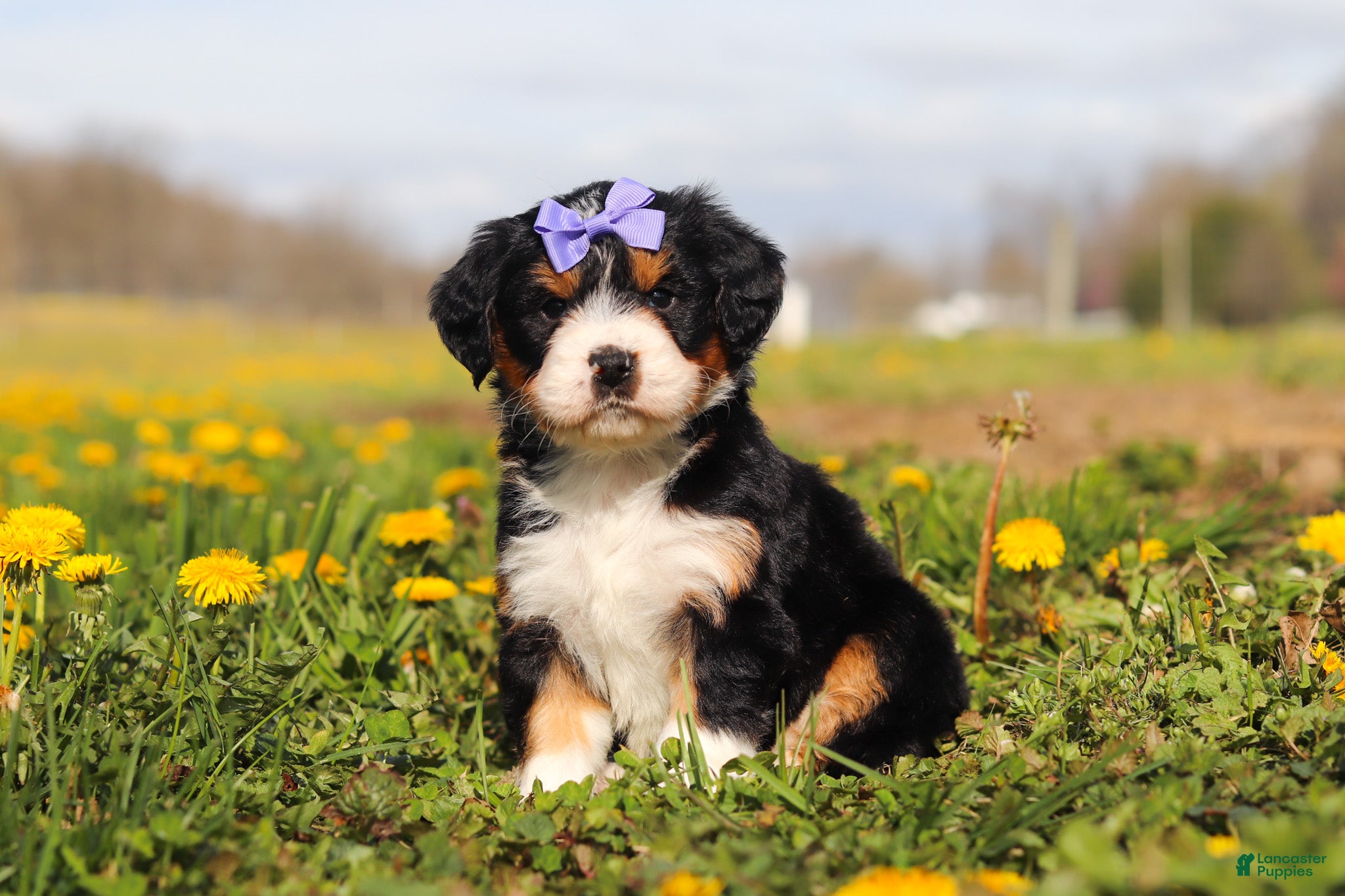 Mini Bernedoodle dogs Kayla - Ad 1