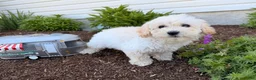 Bichpoo dogs for sale: Maddie - Ad 4
