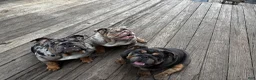 English Bulldog dogs for sale: Glo - Ad 4