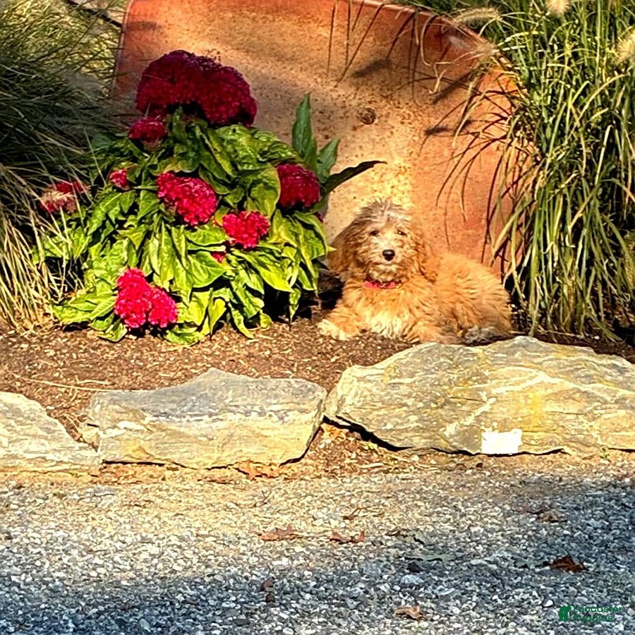Mini Goldendoodle dogs for sale: Harley - Ad 2