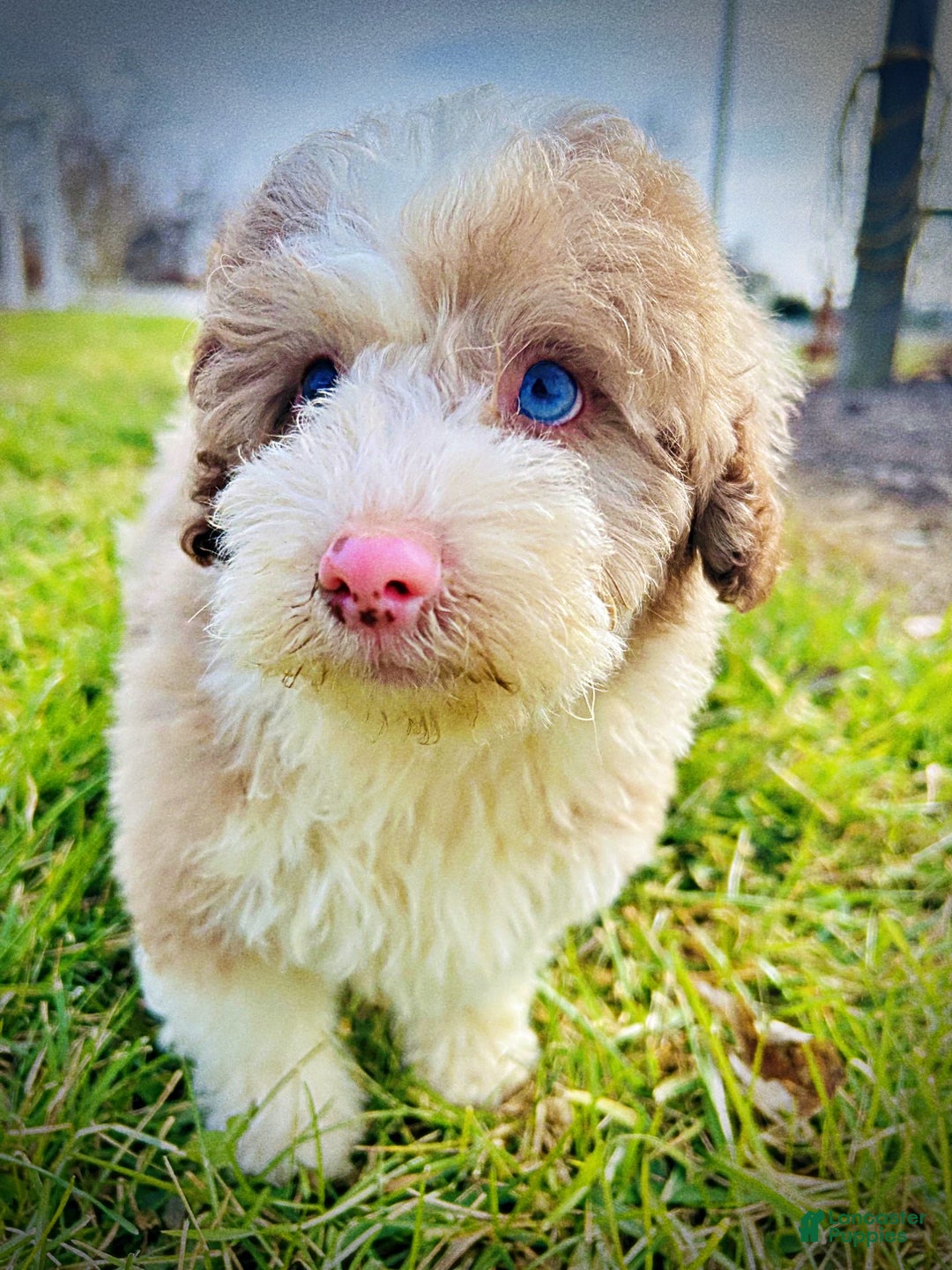 Havapoo dogs for sale: Webster - Ad 9