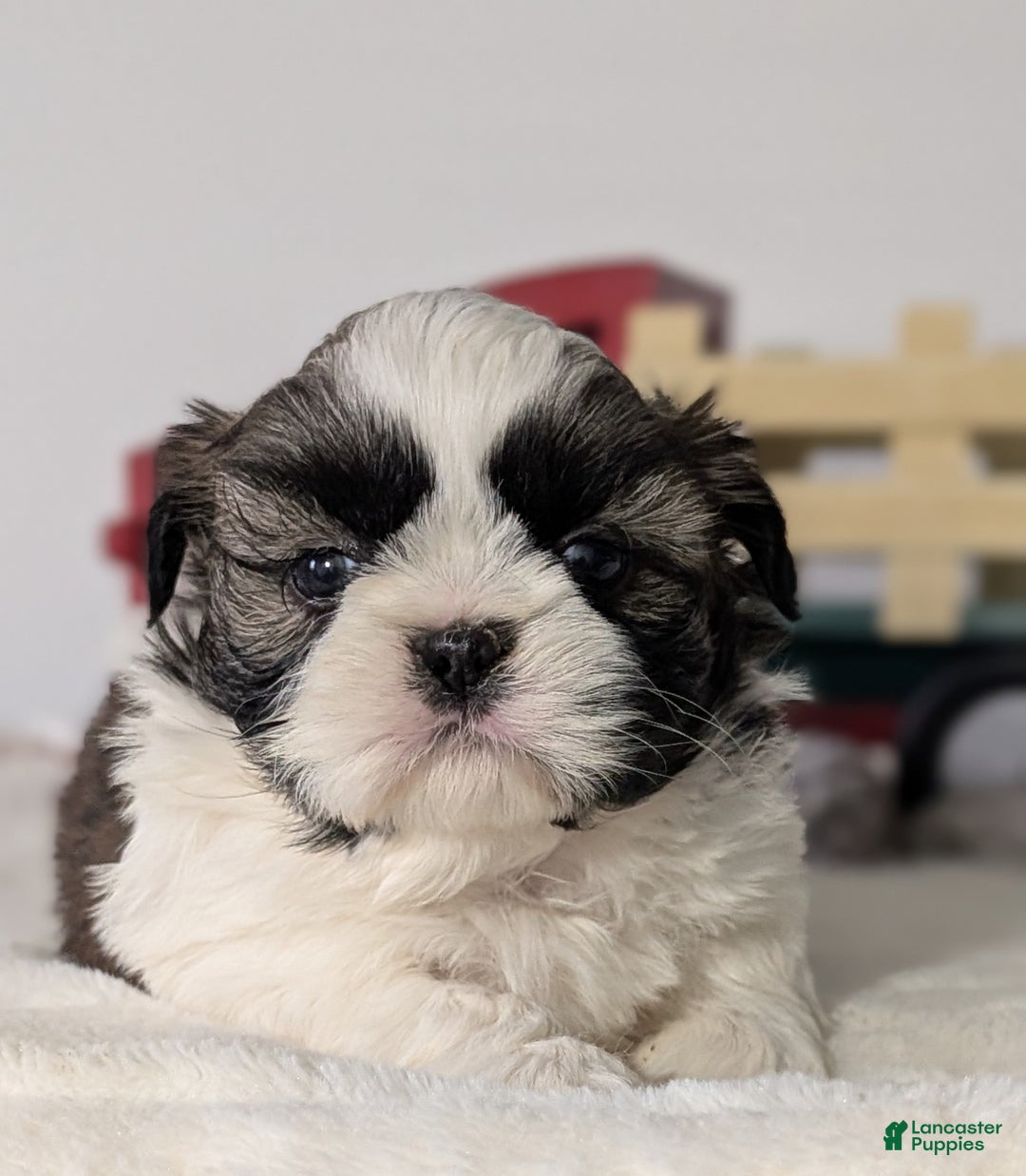 Shih Tzu dogs for sale: Tyson - Ad 7