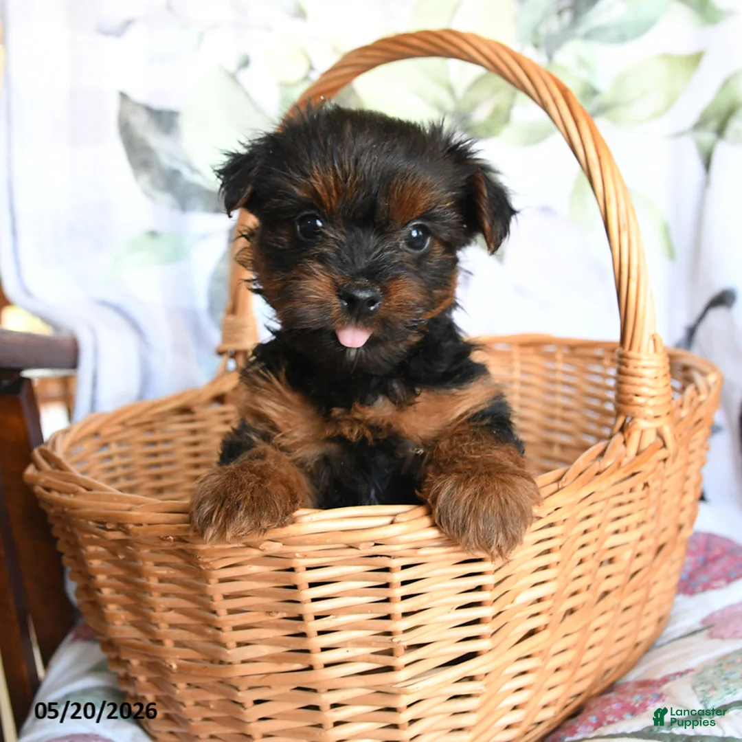 Yorkshire Terrier dogs for sale: Lila  - Ad 2