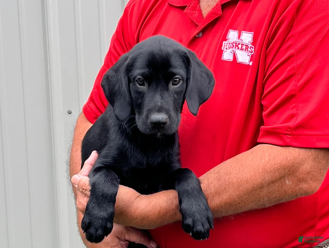 Labrador Retriever dogs for sale: Boy 1  - Ad 1