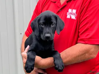 Labrador Retriever dogs Boy 1 - Ad 1