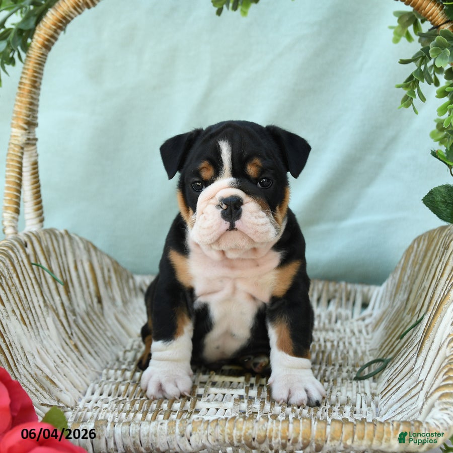 English Bulldog dogs for sale: Dakota - Ad 3