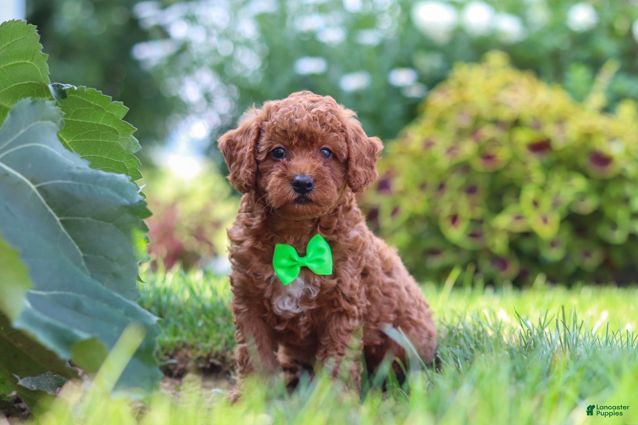 Miniature Poodle dogs for sale: Charlie - Ad 2