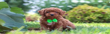 Charlie