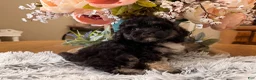 Maltipoo dogs for sale: Maltipoo 1 - Ad 3
