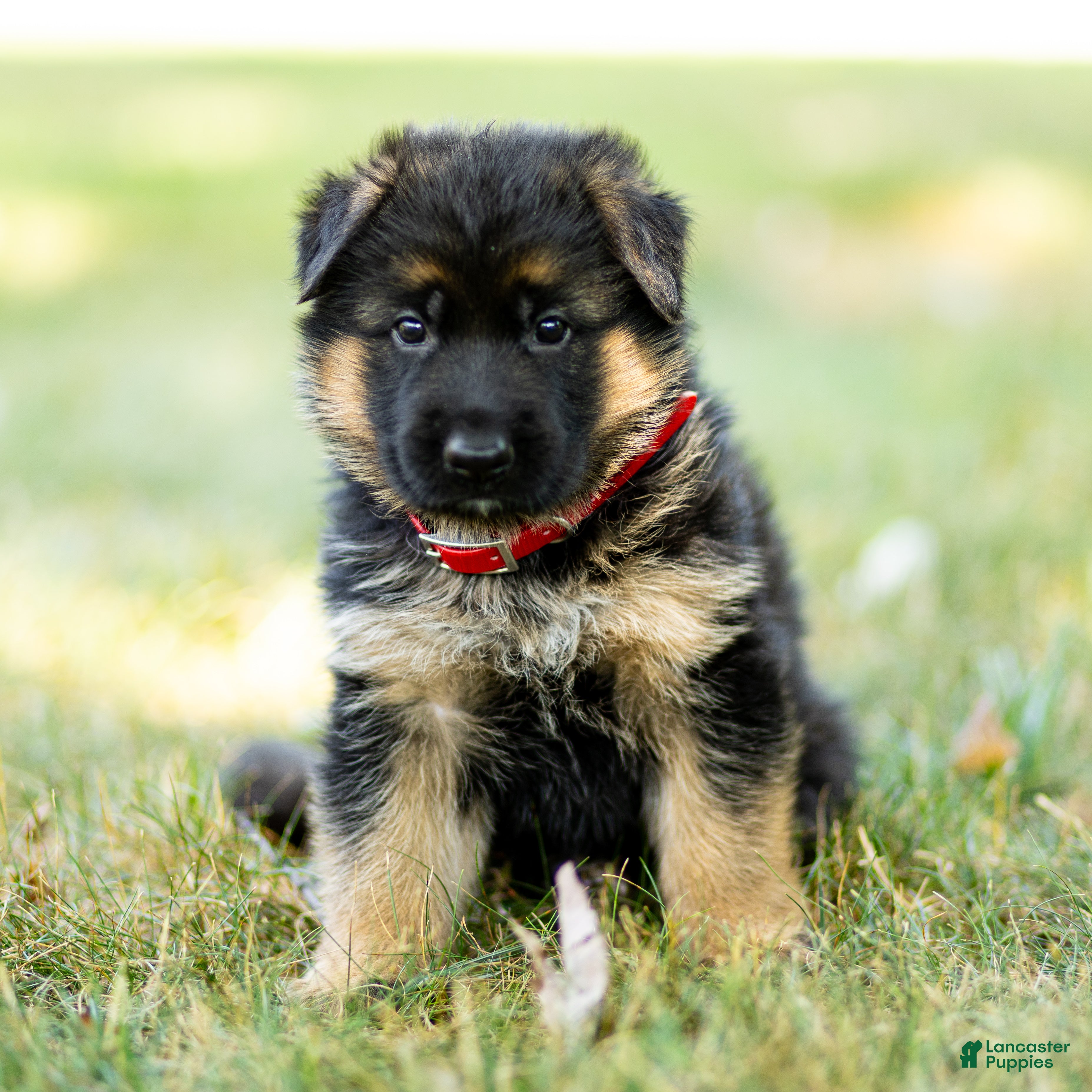 German Shepherd dogs Zinnia - Ad 1