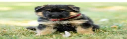 German Shepherd dogs for sale: Zinnia - Ad 6