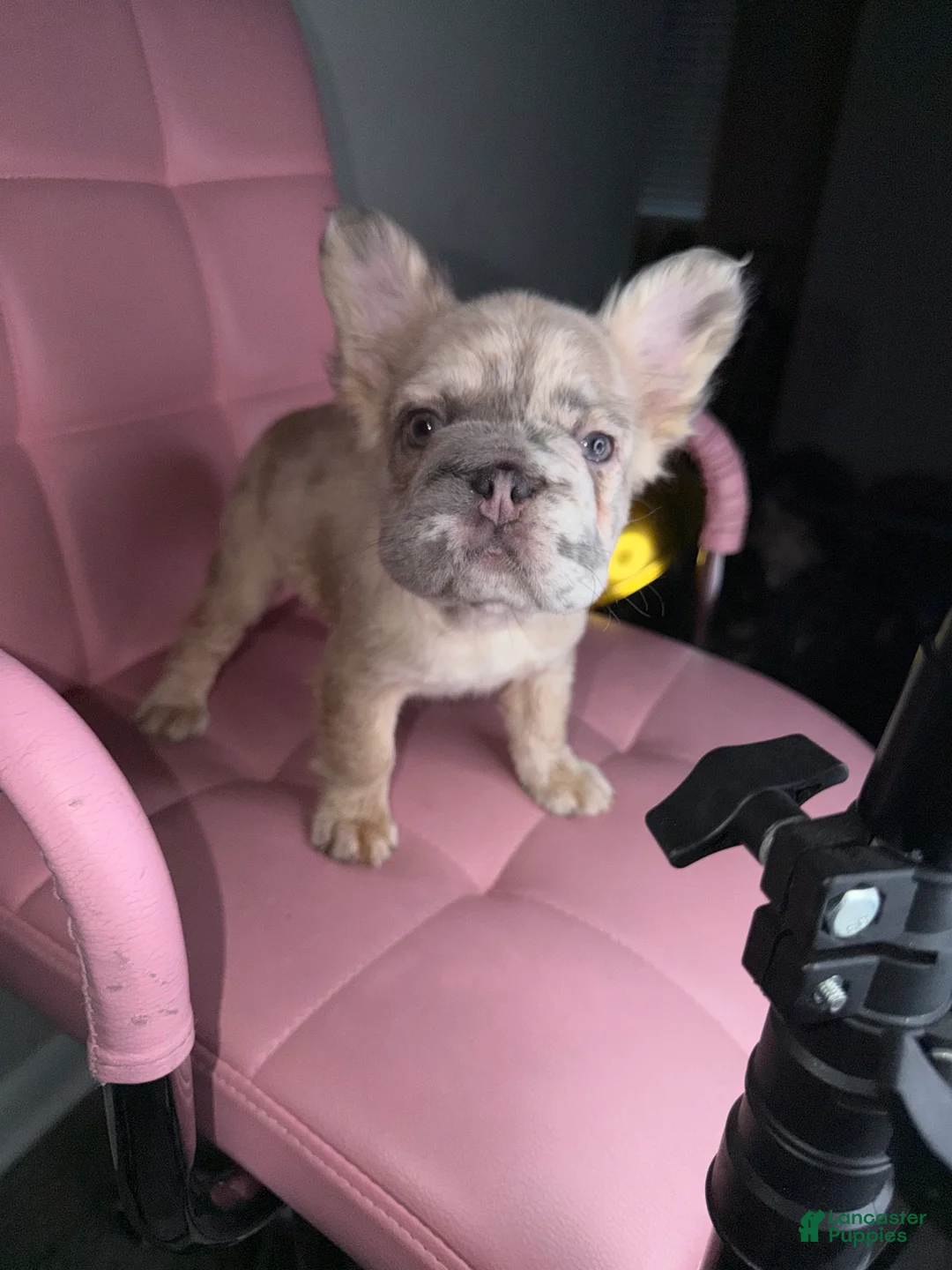 French Bulldog dogs for sale: French Bulldog Puppy 2 - Ad 1