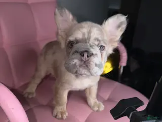 French Bulldog dogs French Bulldog Puppy 2 - Ad 3
