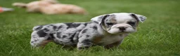 Beabull dogs for sale: Zelda - Ad 7