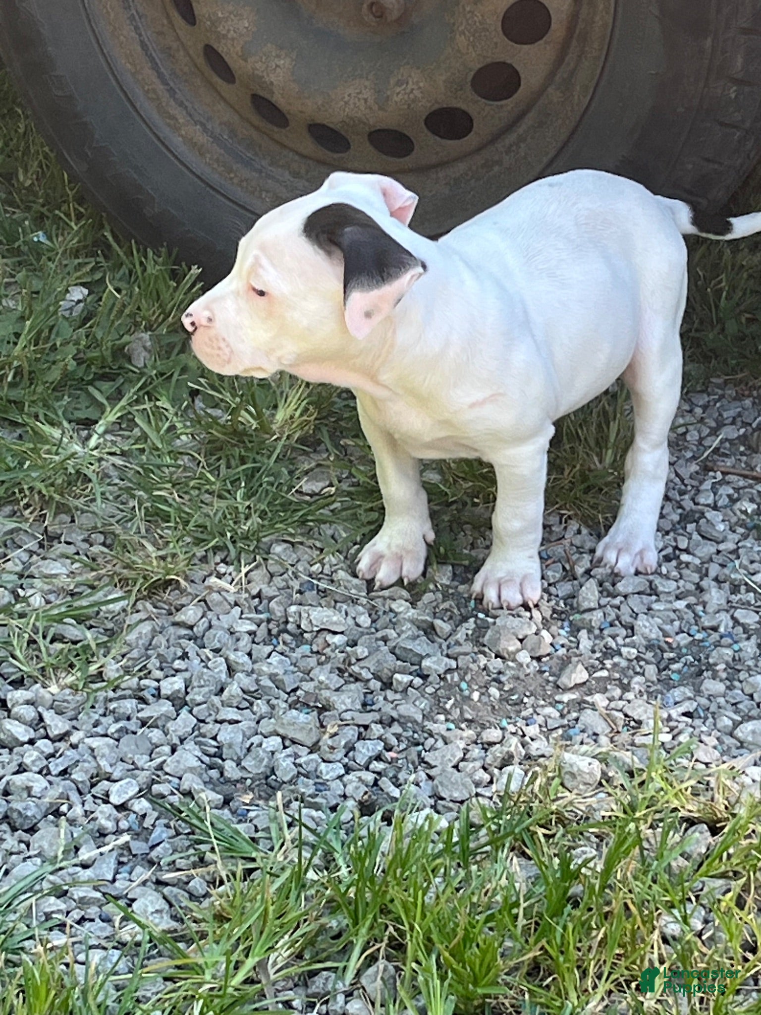 American Pit Bull Terrier dogs American Pit Bull Terrier 6 - Ad 17